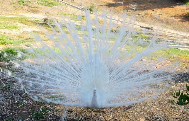Beautiful White Peacock